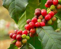 BOURBON: An Heirloom Botanical Variety of Coffea Arabica